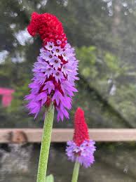 Attēlu rezultāti vaicājumam “Primula”