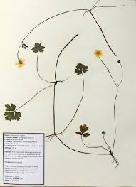 Attēlu rezultāti vaicājumam “Ranunculus repens”