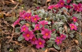 Attēlu rezultāti vaicājumam “Primula x margotae”