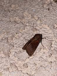 Attēlu rezultāti vaicājumam “Orthosia sp.”