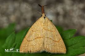 Attēlu rezultāti vaicājumam “Polypogon tentacularius”