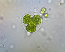 Attēlu rezultāti vaicājumam “Chaetophora pisiformis”