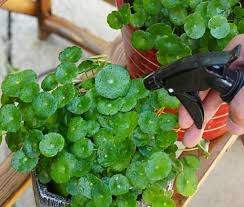 「銅錢草」的圖片搜尋結果