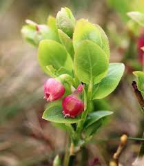 Attēlu rezultāti vaicājumam “Vaccinium myrtillus flower”
