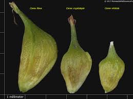Attēlu rezultāti vaicājumam “Carex viridula”