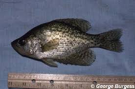 Image result for Pomoxis nigromaculatus