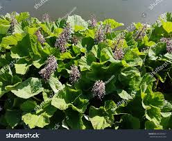 Image result for Petasites officinalis