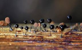 Attēlu rezultāti vaicājumam “Comatricha nigra”