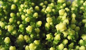 Attēlu rezultāti vaicājumam “Sedum acre leaf”