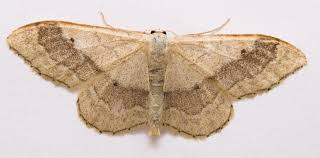 Attēlu rezultāti vaicājumam “Idaea straminata”