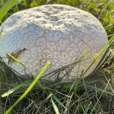 Attēlu rezultāti vaicājumam “Calvatia utriformis”