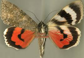 Attēlu rezultāti vaicājumam “Catocala nupta”