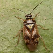 Attēlu rezultāti vaicājumam “Orthops basalis”