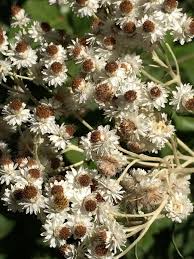 Attēlu rezultāti vaicājumam “Anaphalis margaritacea leaf”