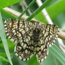 Attēlu rezultāti vaicājumam “Chiasmia clathrata”