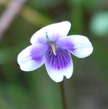 Attēlu rezultāti vaicājumam “Viola collina flower”