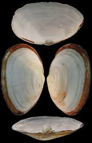 Attēlu rezultāti vaicājumam “Mya arenaria”