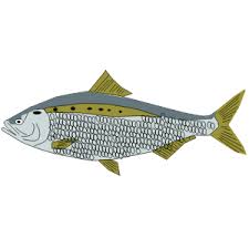 Image result for Alosa sapidissima