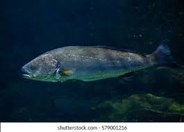 Image result for Argyrosomus inodorus