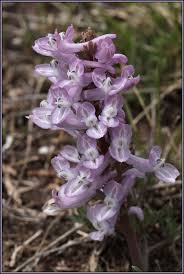 Attēlu rezultāti vaicājumam “Corydalis solida flower”
