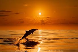 「うみのイルカ」の画像検索結果