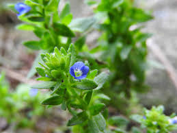 Attēlu rezultāti vaicājumam “Veronica arvensis flower”