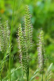 Attēlu rezultāti vaicājumam “Cynosurus cristatus”