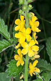 Image result for Agrimonia eupatoria