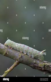 Attēlu rezultāti vaicājumam “Laothoe populi larva”