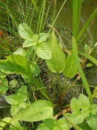 Attēlu rezultāti vaicājumam “Alisma plantago-aquatica”