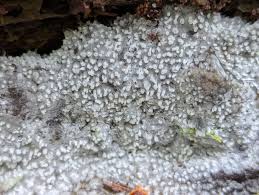 Attēlu rezultāti vaicājumam “Cribraria tenella spores”