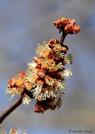 Attēlu rezultāti vaicājumam “Acer saccharinum bud”