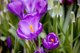 Attēlu rezultāti vaicājumam “Crocus vernus subsp. vernus flower”