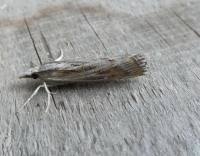 Attēlu rezultāti vaicājumam “Pediasia fascelinella”