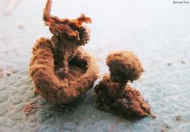 Attēlu rezultāti vaicājumam “Asterophora lycoperdoides”