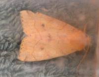 Attēlu rezultāti vaicājumam “Enargia paleacea”