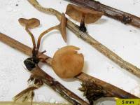 Attēlu rezultāti vaicājumam “Myriosclerotinia scirpicola”