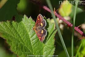 Attēlu rezultāti vaicājumam “Pyrausta purpuralis”