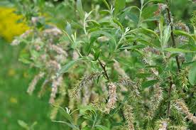 Attēlu rezultāti vaicājumam “Salix cinerea”