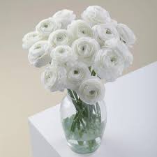 Attēlu rezultāti vaicājumam “Ranunculus elatior flower”