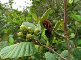 Attēlu rezultāti vaicājumam “Alnus”