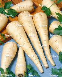 Attēlu rezultāti vaicājumam “Pastinaca sativa”