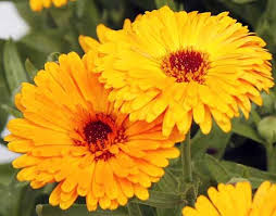 Attēlu rezultāti vaicājumam “Calendula officinalis flower”