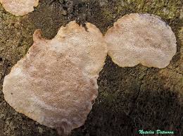 Attēlu rezultāti vaicājumam “Phellinus laevigatus”