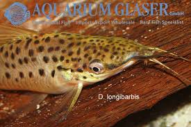 Attēlu rezultāti vaicājumam “Dianema nivale macro”