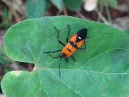 Attēlu rezultāti vaicājumam “Lygaeidae”