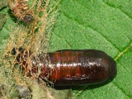 Attēlu rezultāti vaicājumam “Cabera pusaria male”