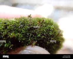 Attēlu rezultāti vaicājumam “Gymnostomum aeruginosum”