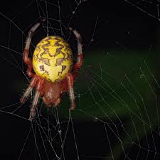 Attēlu rezultāti vaicājumam “Araneus marmoreus”