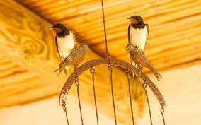 Attēlu rezultāti vaicājumam “Hirundo rustica nest”